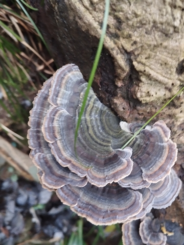 turkey-tail