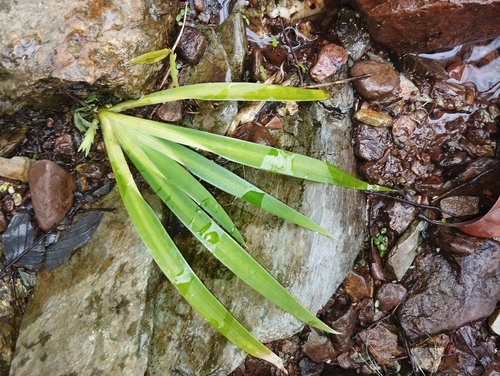 Grassleaf Sweet-Flag
