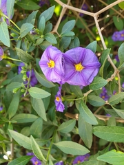 Lycianthes rantonnetii