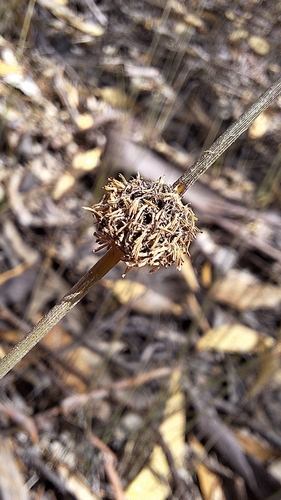 Chorizandra enodis, photograph 2