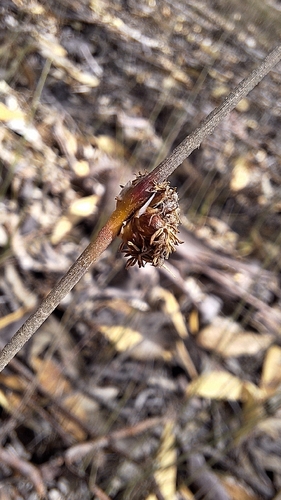 Chorizandra enodis, photograph 3
