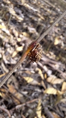 Chorizandra enodis, photograph author not stated, no rights reserved