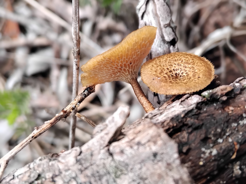 Lentinus arcularius · January 2026 · photo: © sofiazed1 (iNaturalist, cc-by)