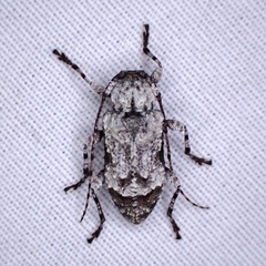 Leptostylus
