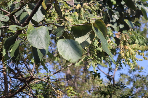 Dahman (Cordia macleodii)