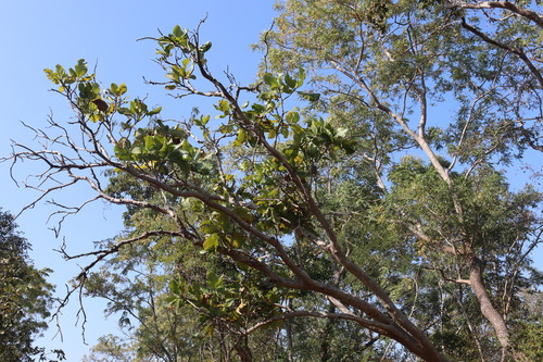 Ceylon boxwood (Gardenia latifolia)