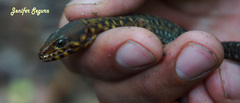 Lepidophyma pajapanensis