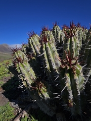 Euphorbia handiensis, photograph (c) Alessia Guggisberg, some rights reserved (CC BY-SA)