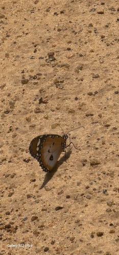 African Plain Tiger