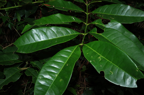 Flindersia brayleyana, photograph 4