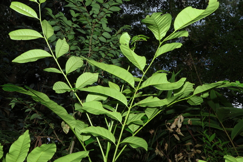 Flindersia brayleyana, photograph 6
