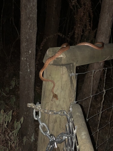 Brown Tree Snake sighting
