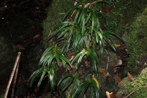 Ravine Orchid (Sarcochilus fitzgeraldii)