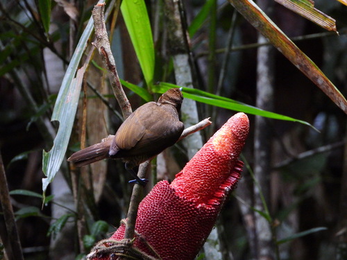 Magnificent Bird-of-paradise (Diphyllodes magnificus), photo 9