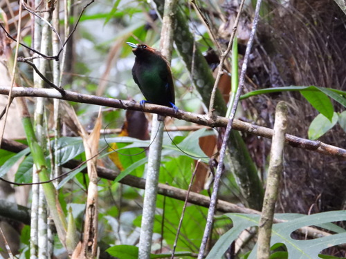 Magnificent Bird-of-paradise (Diphyllodes magnificus), photo 10