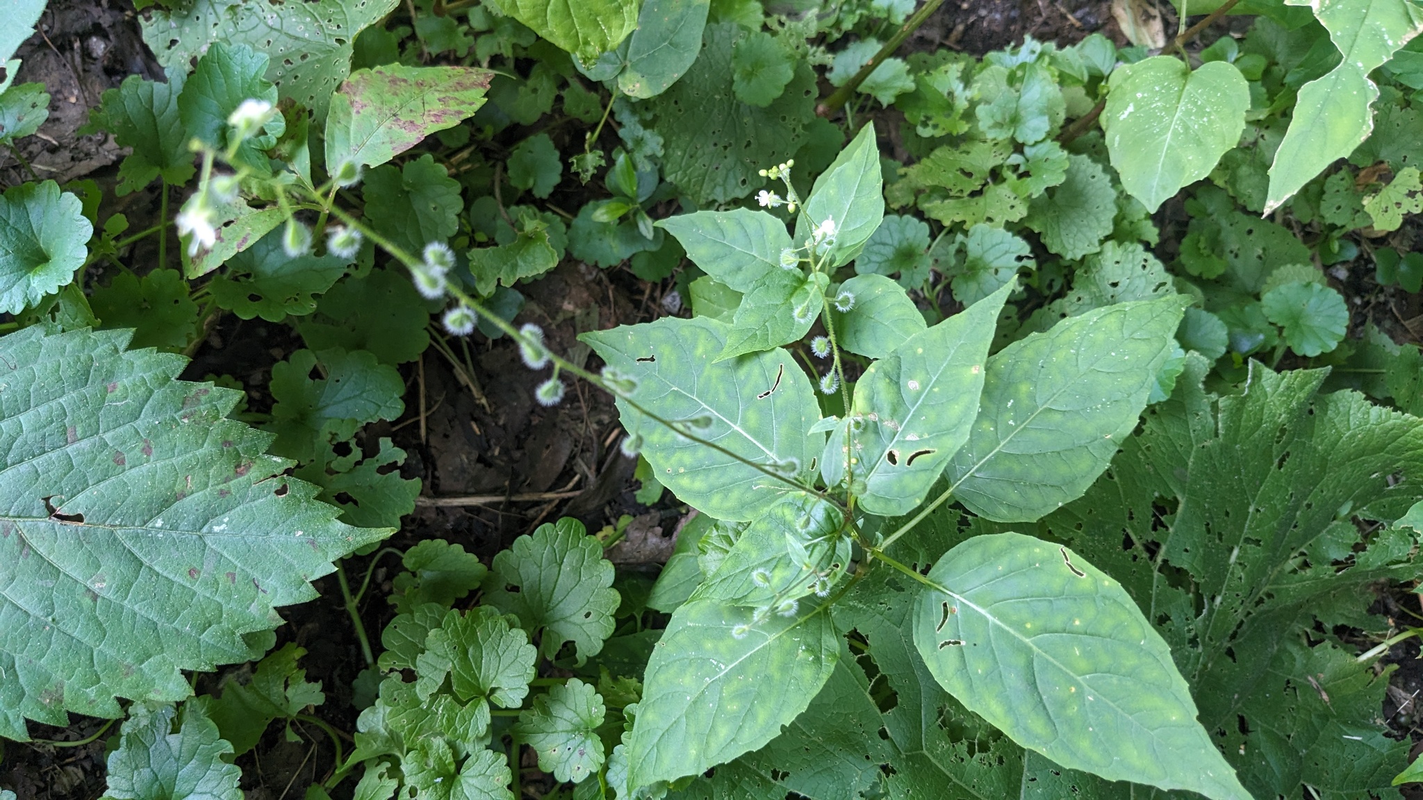 Broadleaf Enchanter's Nightshade (Circaea canadensis)