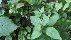 Broadleaf Enchanter's Nightshade (Circaea canadensis)