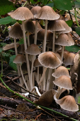 Psathyrella gracilis