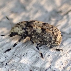 Euparius