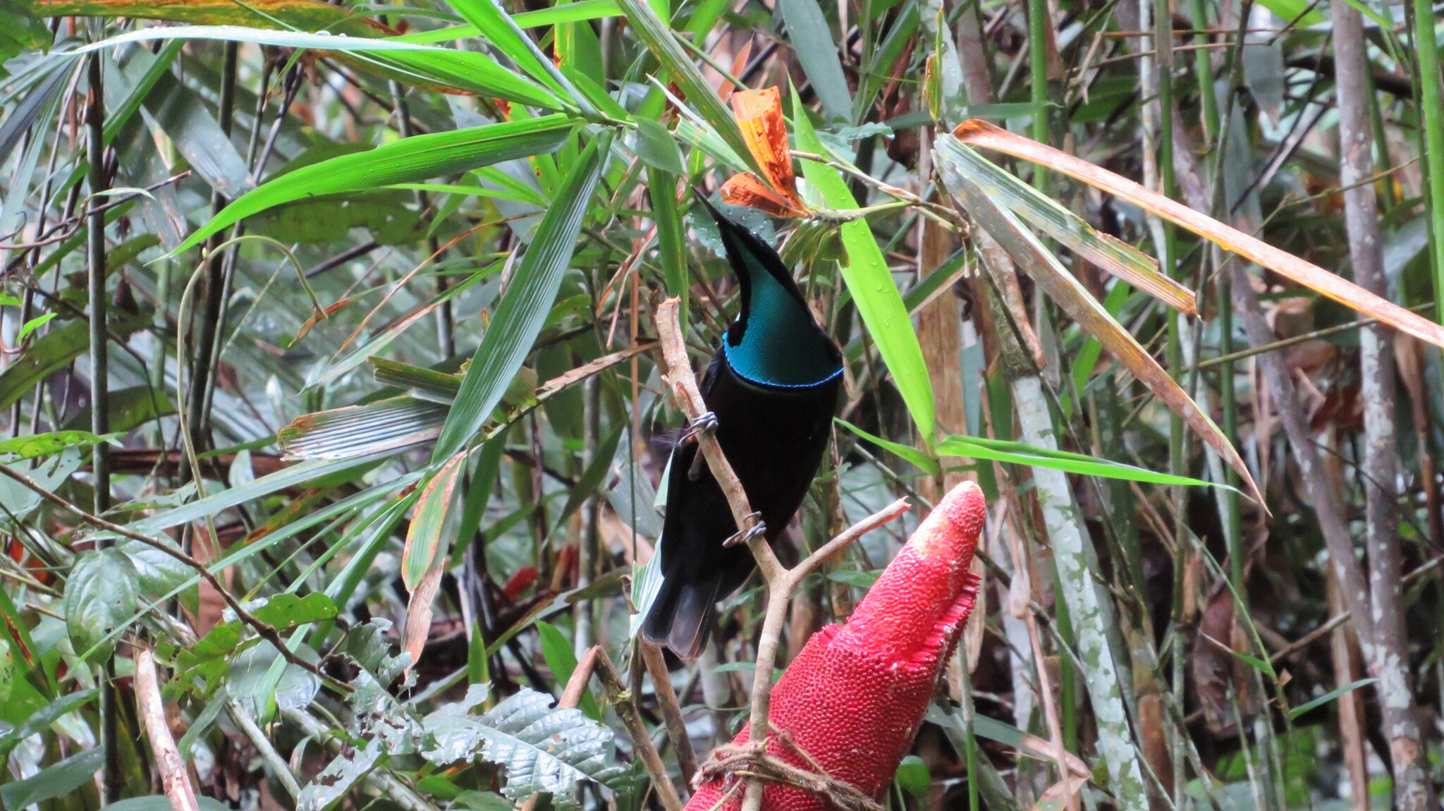 Magnificent Riflebird (Ptiloris magnificus), photo 2
