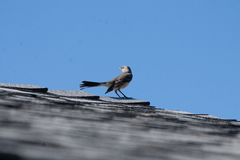 Mimus polyglottos