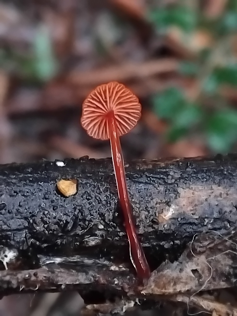 Cruentomycena viscidocruenta · January 2026 · photo: © sofiazed1 (iNaturalist, cc-by)