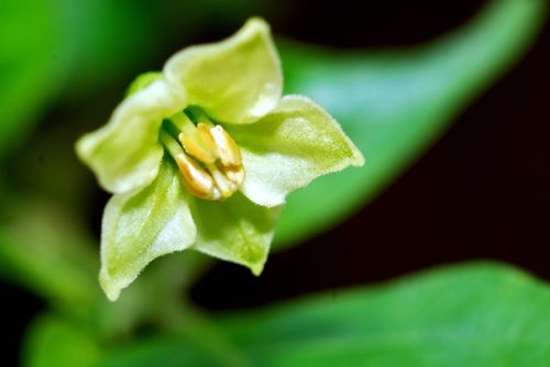 Capsicum frutescens