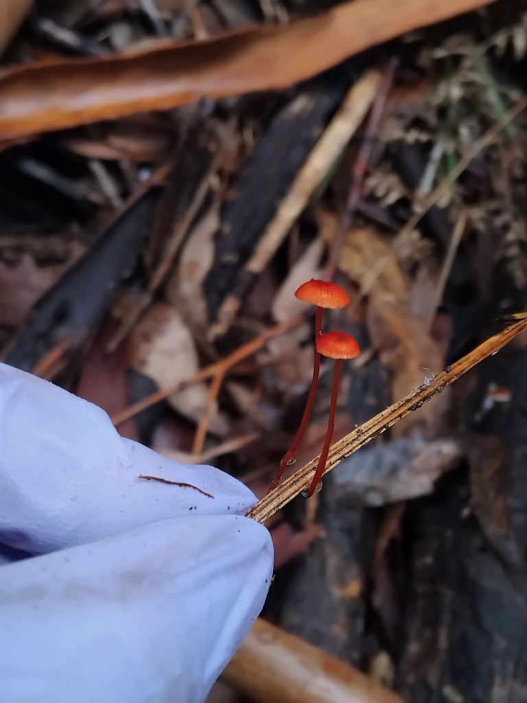 Cruentomycena viscidocruenta · January 2026 · photo: © sofiazed1 (iNaturalist, cc-by)