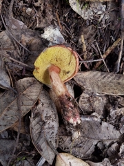 Boletus amyloideus