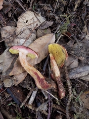 Boletus amyloideus