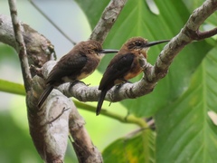 Brachygalba lugubris