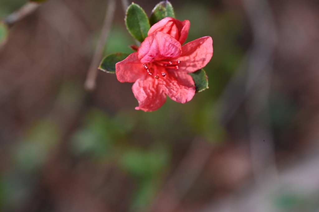 Azalea flowers close-up