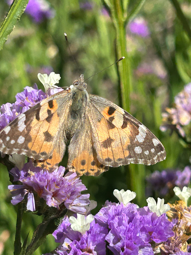 Painted Lady