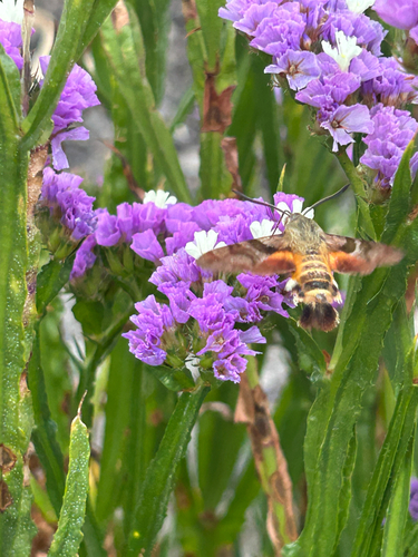 African Hummingbird Hawkmoth