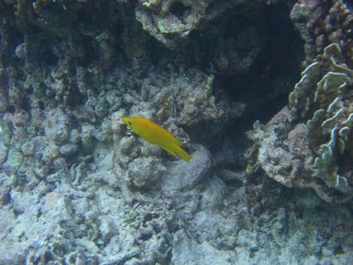 Epibulus observed 2012-01-24