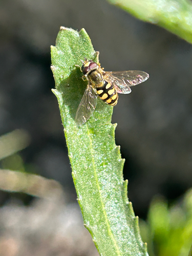 Migrant Hover Fly