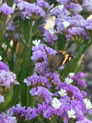Abyssinian Admiral