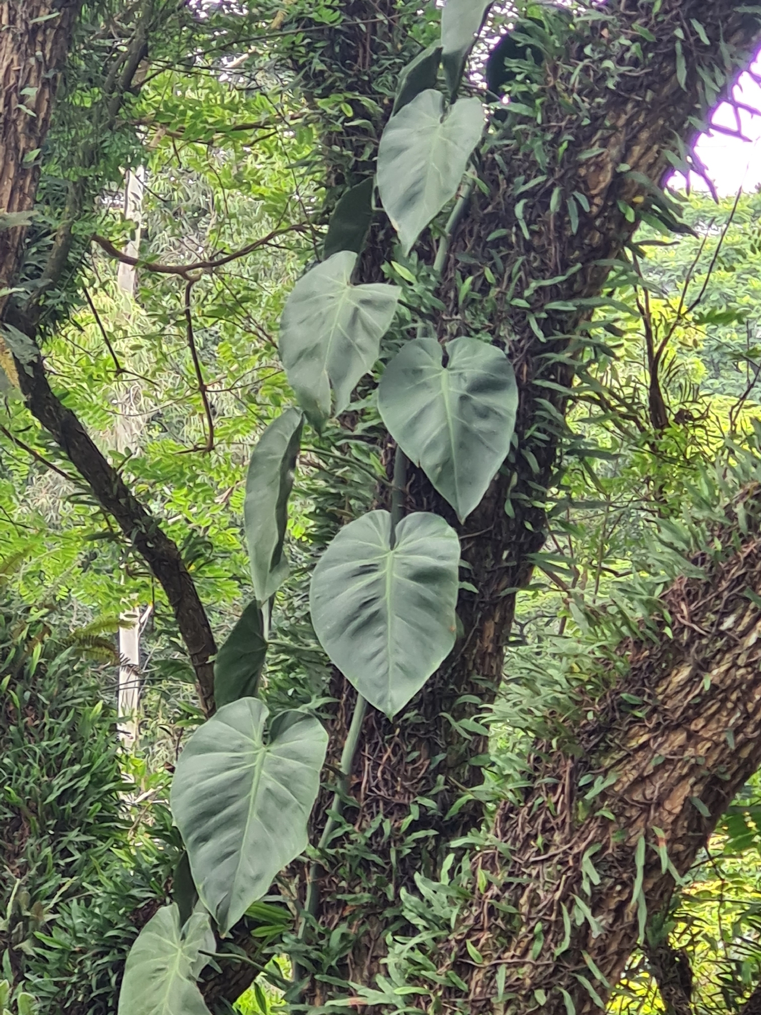 Philodendron hederaceum