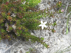 Wahlenbergia calcarea