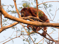 Alouatta arctoidea