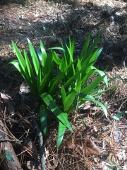 Hymenocallis occidentalis