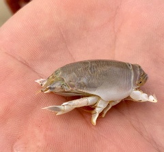 Emerita austroafricana