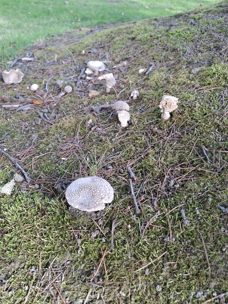 Amanita excelsa spissa · February 2026 · photo: © melwhiting (iNaturalist, cc-by)