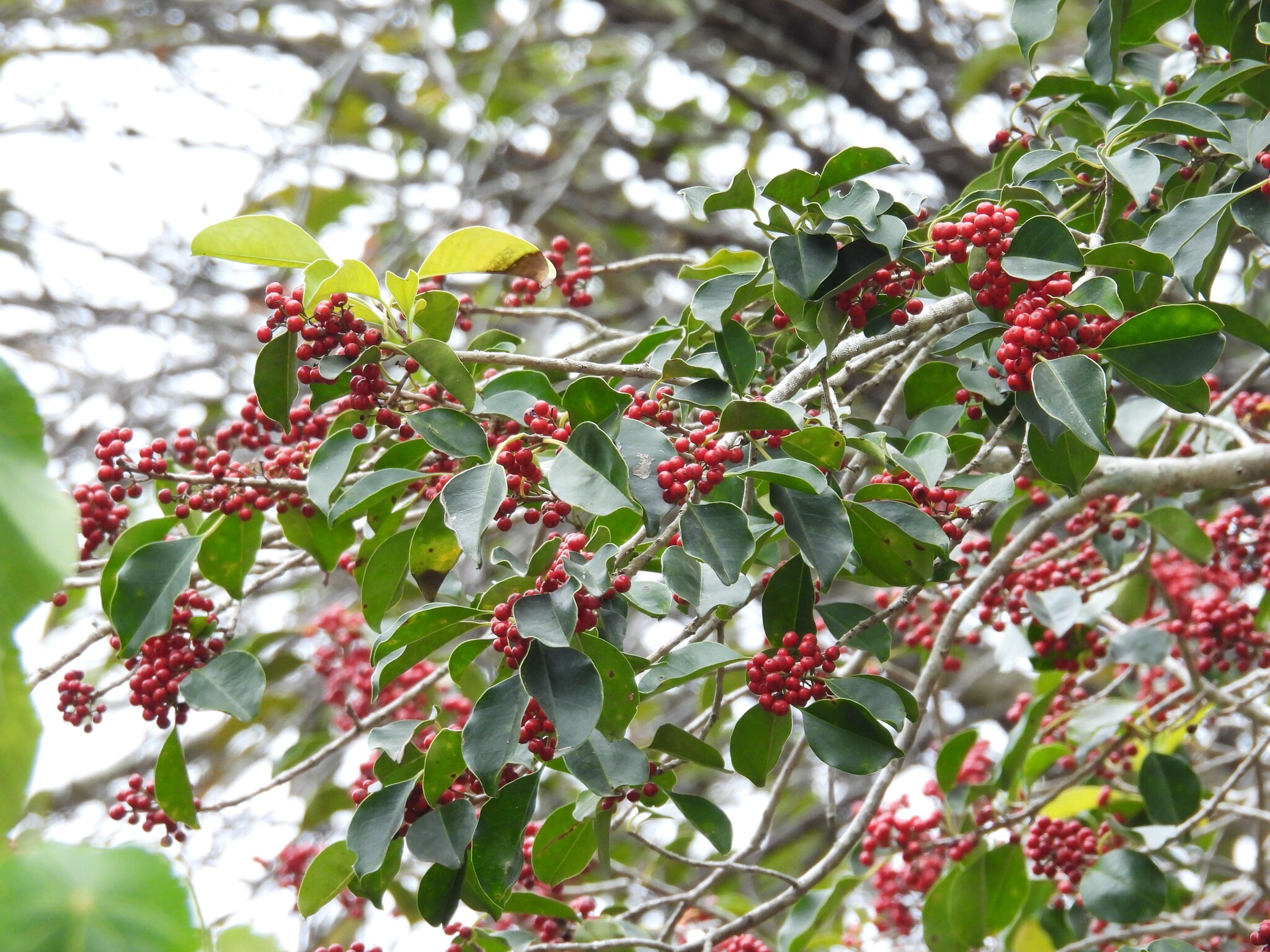 Kurogane Holly (Ilex rotunda)