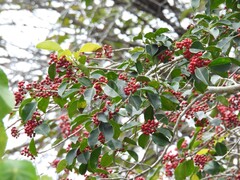 Houx Rotatif (Ilex rotunda)