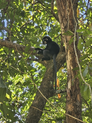 Dusky Leaf Monkey