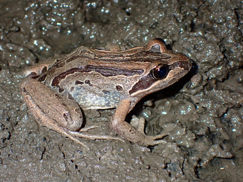 Striped Marsh Frog, photo 2 of 9