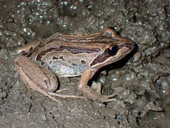 Brown Frog photo 2