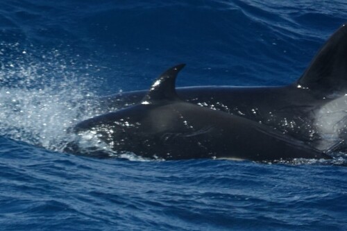Orca