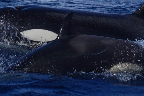 Orca